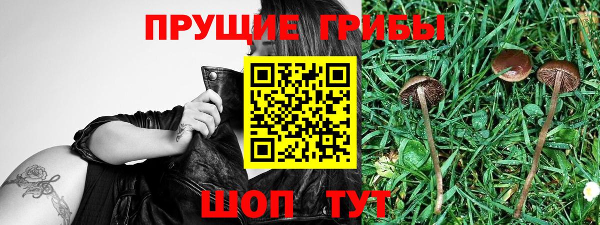 Сегежа  купить закладку  Вход с VPN  Псилоцибиновые грибы GOLDEN TEACHER  Галлюциногенные грибы MAGIC MUSHROOMS 